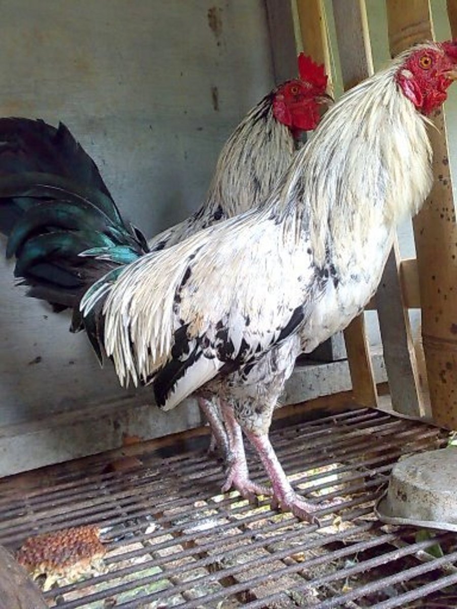 Kontes Ayam Ketawa Di Hadiri Ratusan Peserta Se Indonesia